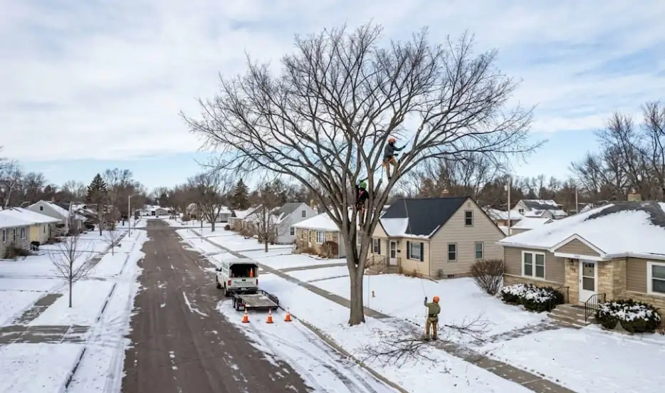 Professional tree service crew performing tree trimming vs. tree pruning in a snowy residential neighborhood.