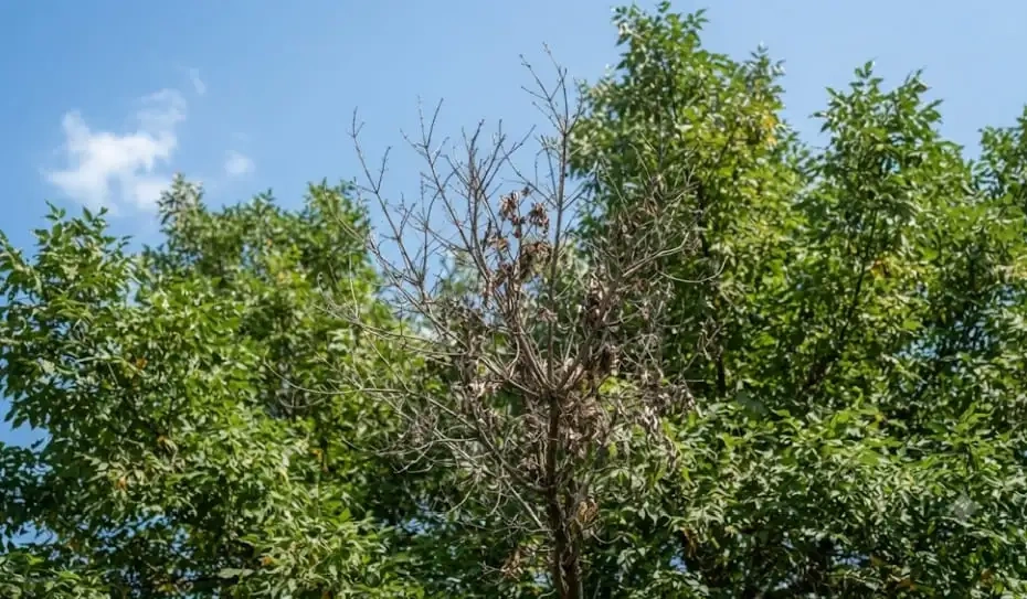 Ash tree showing canopy dieback from emerald ash borer in Harrisburg, SD