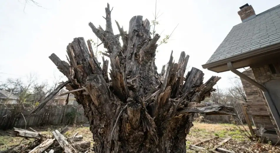 A tree trunk damaged by improper topping, highlighting the risks when hiring unlicensed tree crews in South Dakota.