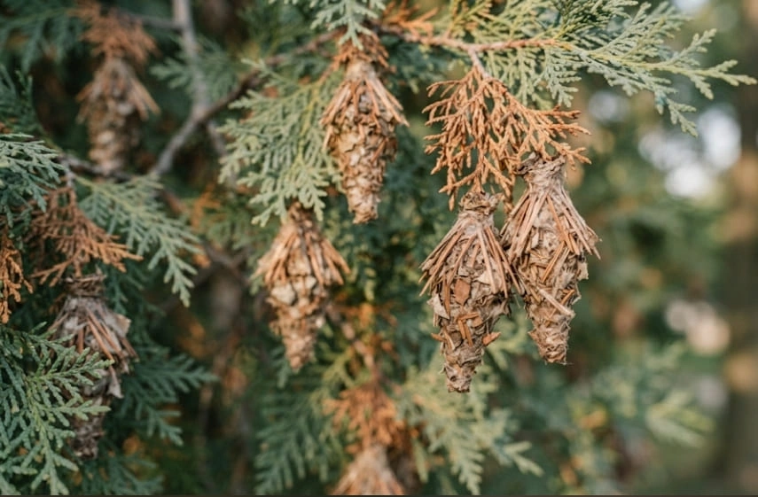 Close-up of spindle-shaped, brown, cone-like bags made of foliage and silk hanging from an evergreen branch.