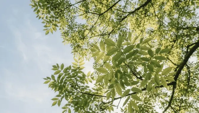 Healthy ash tree canopy showing the success of EAB preventative care.