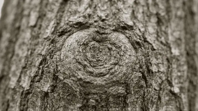 Detailed view of bark healing over an old injection site.