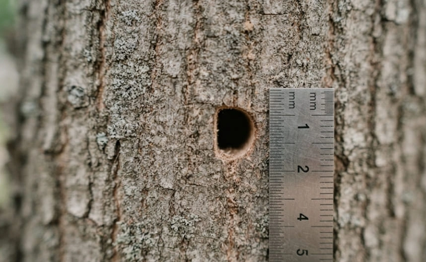 A close-up photograph of a smooth, D-shaped hole in the grey, textured bark of an ash tree. Next to the hole is a metal ruler showing a measurement of approximately 4mm.