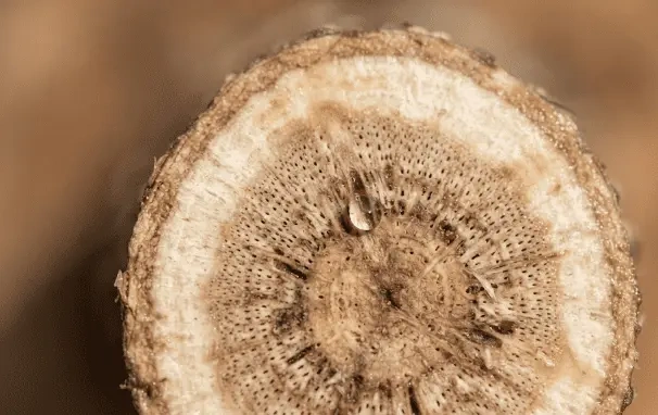 Close-up of vascular system absorption of treatment in an ash tree.